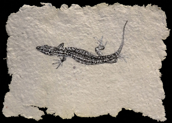 walllizardWEB.png