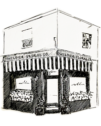 WFco-sketch-3-painted.png