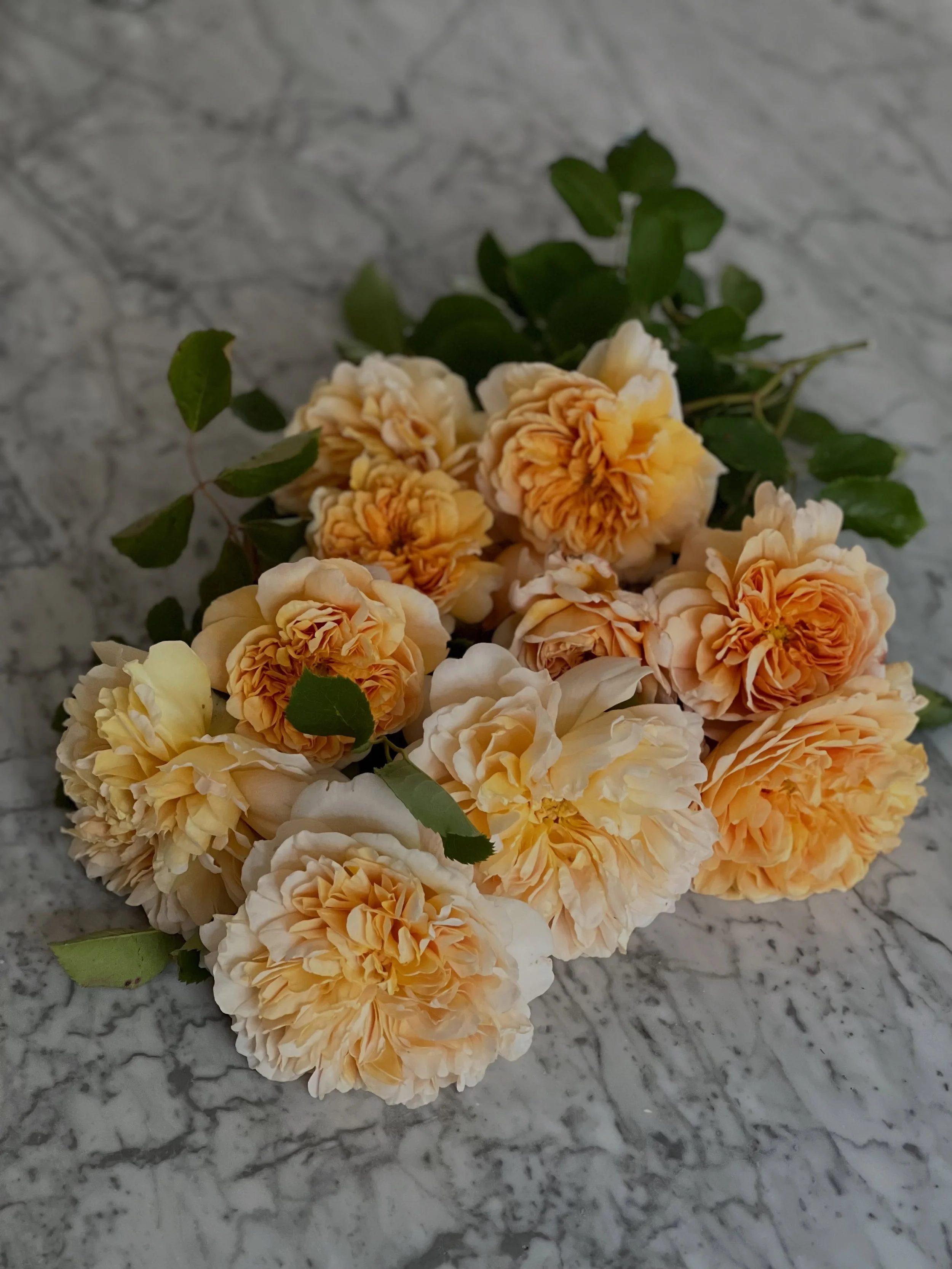 An ode to David Austin &mdash; May he rest in peace. He left quite a legacy of beauty that will continue to bloom in our hearts forever. 🤍