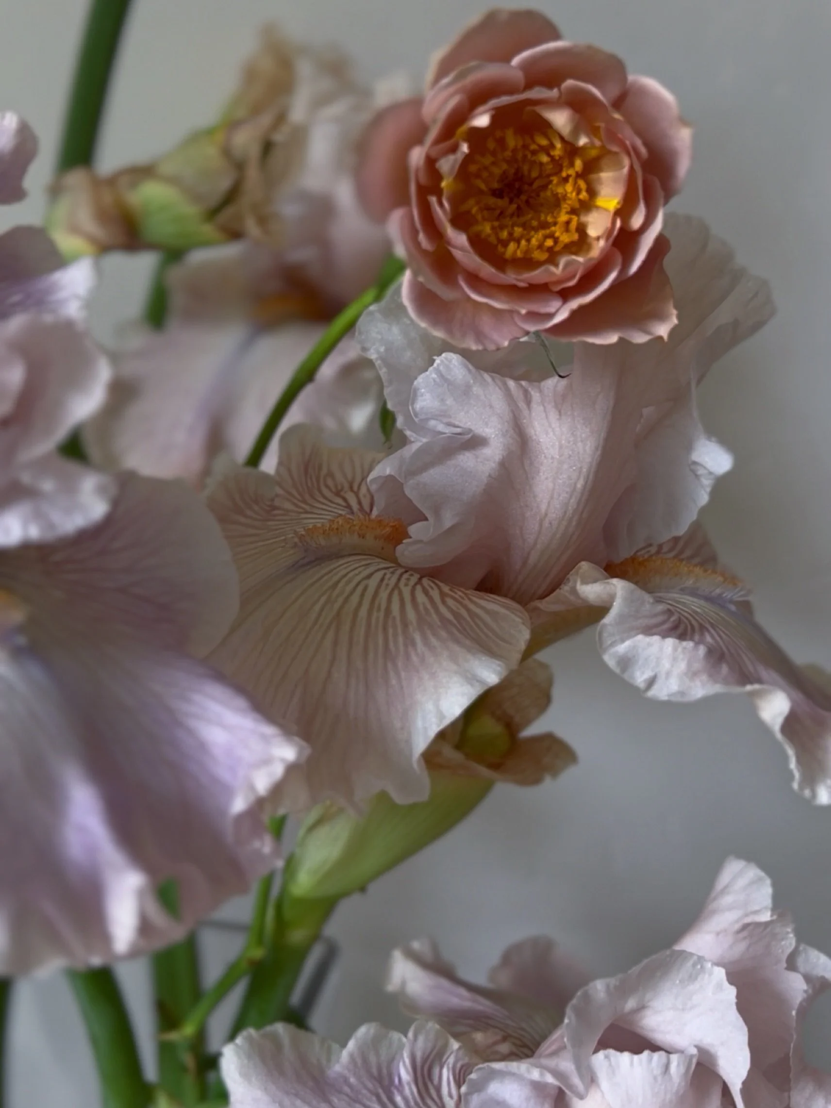Just putzing around the garden, snipping and playing with combinations I love on a weekend filled with too much screen time doing proposals. This is Friendly Advice and Koko Loko.