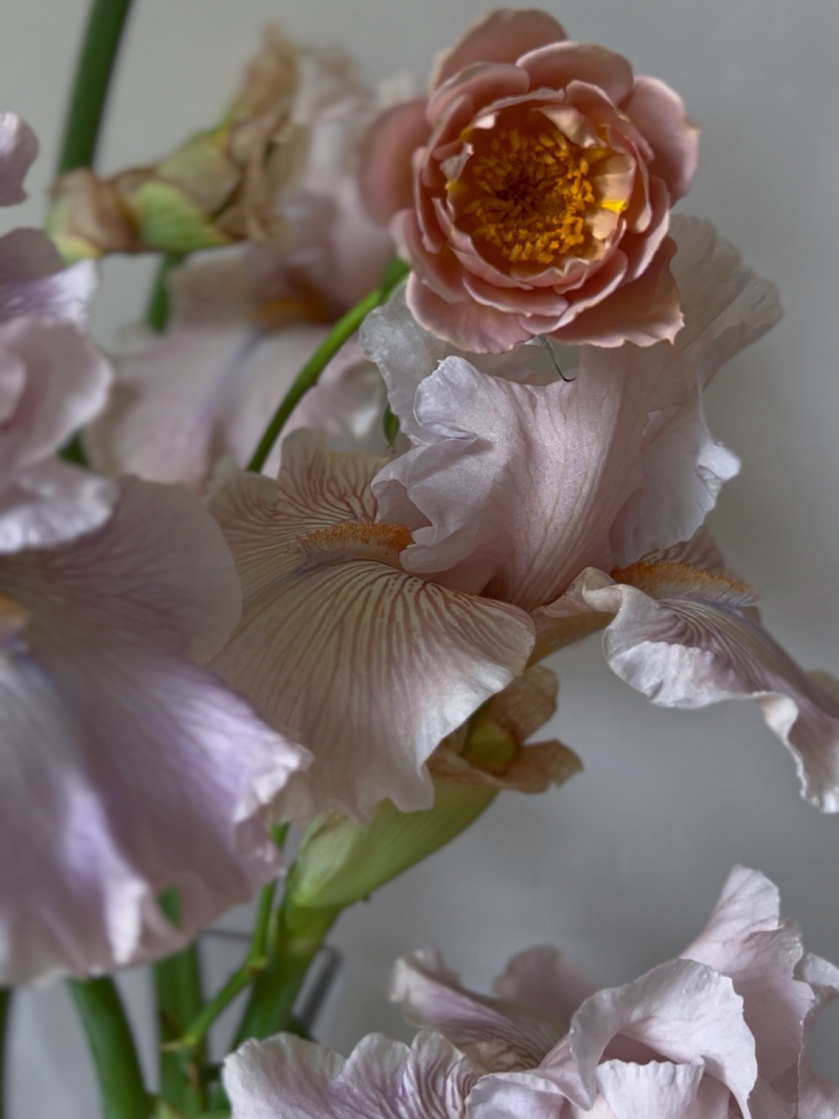 Just putzing around the garden, snipping and playing with combinations I love on a weekend filled with too much screen time doing proposals. This is Friendly Advice and Koko Loko.