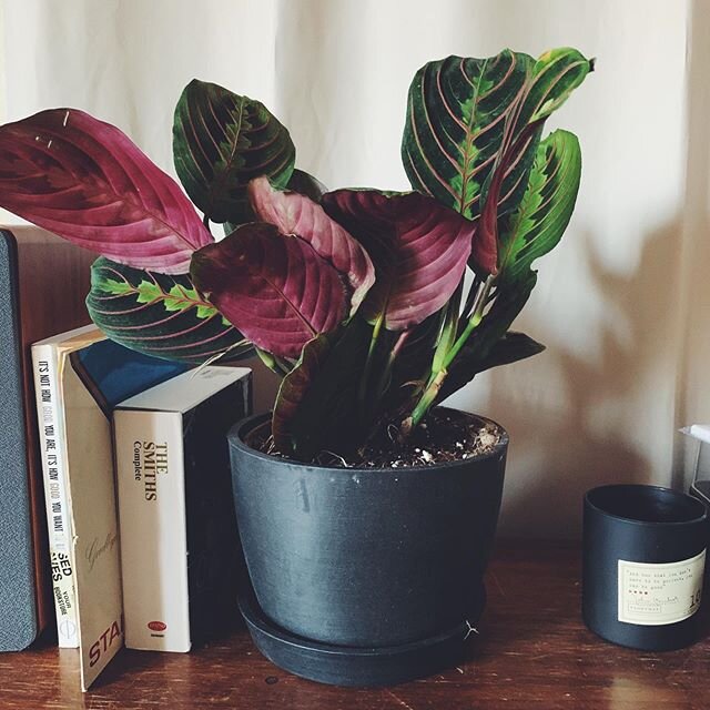 Got a prayer plant and named her Ida 🙏🏻🌿