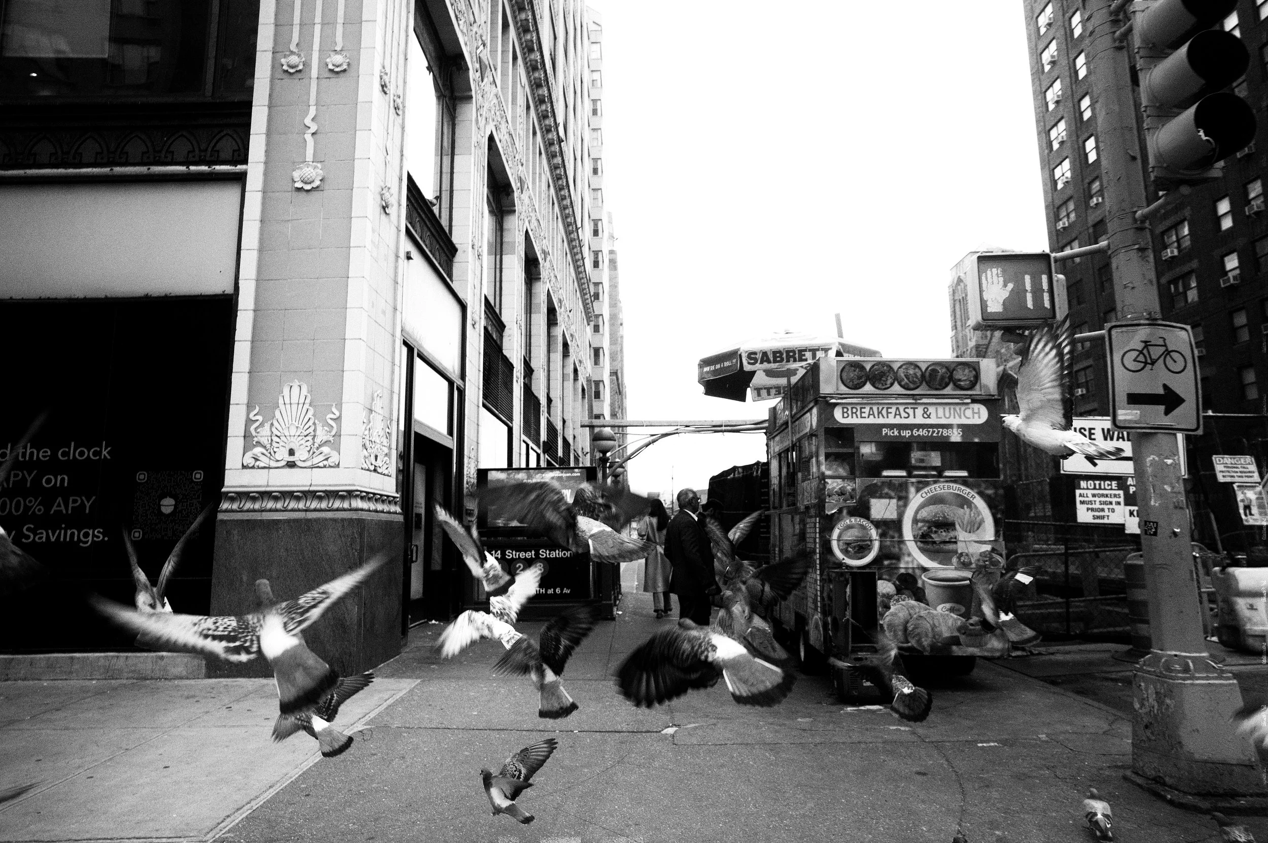 pigeons.jpg