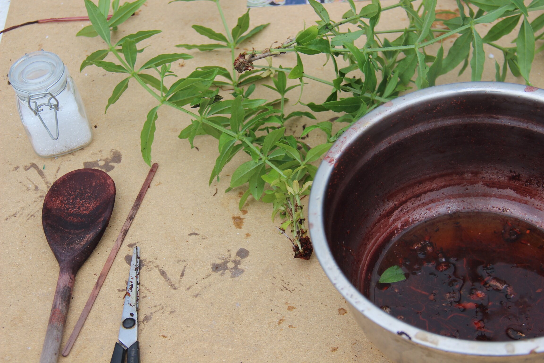 Madder dye from community garden, Local Colour residency, Gatty Park Accrington for Super Slow Way