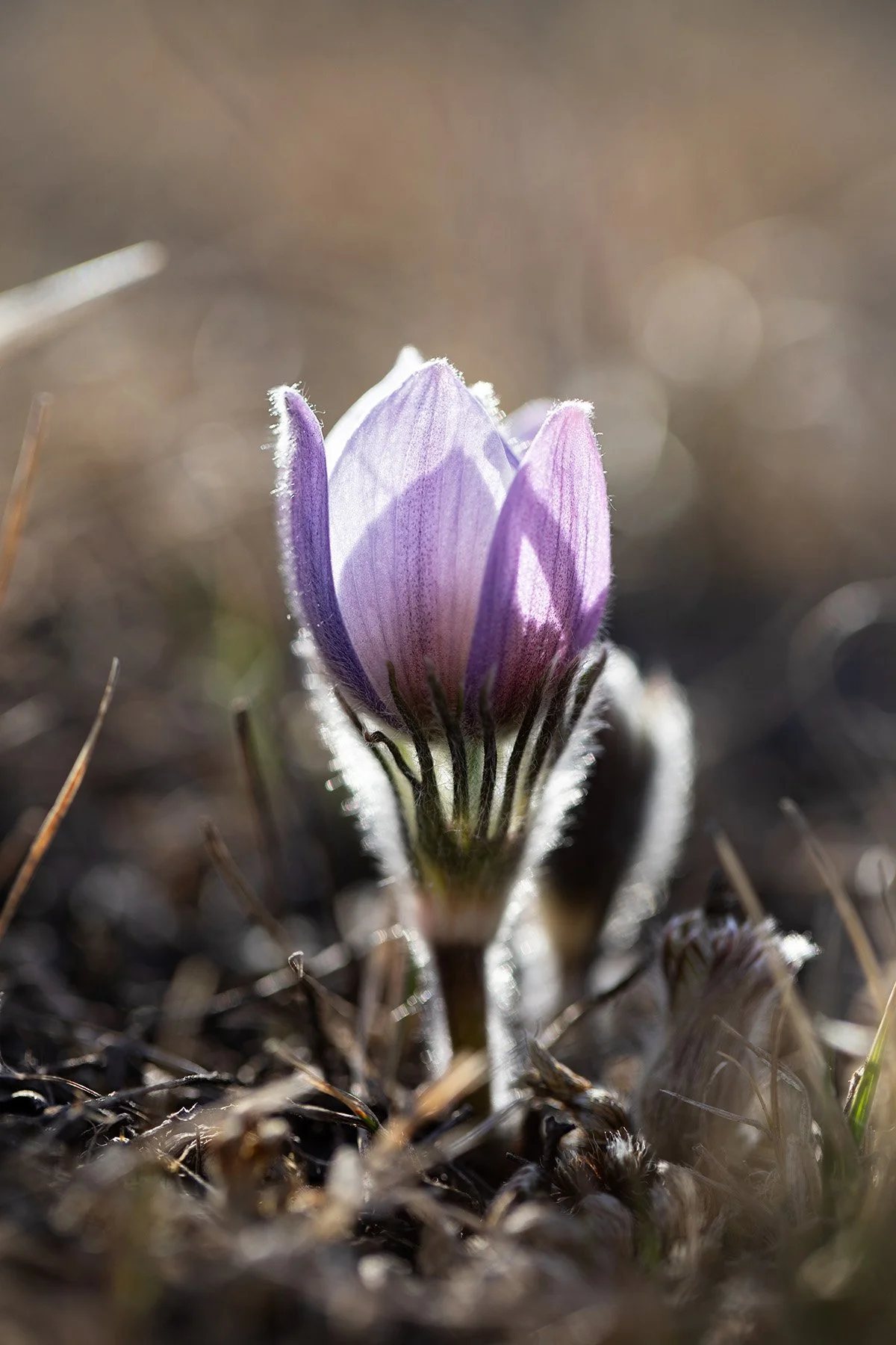 {The Iconin  Prairie Crocus} (17).jpg