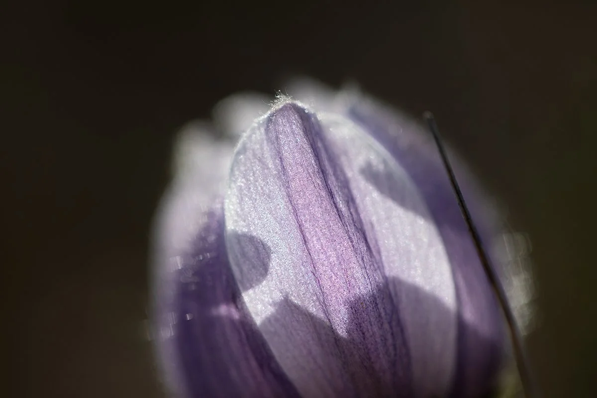 {The Iconin  Prairie Crocus} (19).jpg