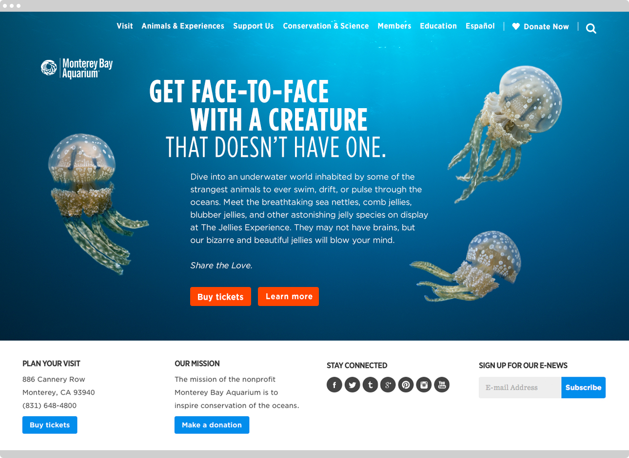 Jellies Experience LP in Browser.png