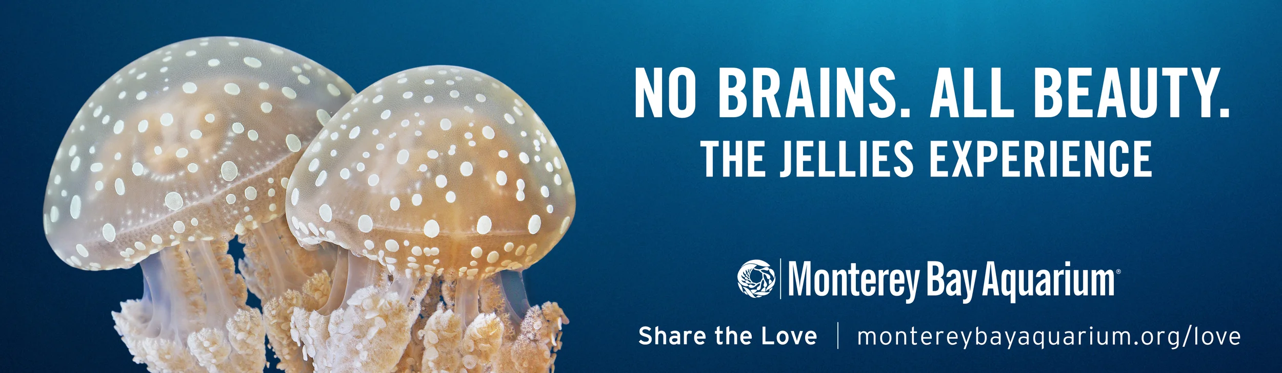 Jellies Experience BB 2.jpg