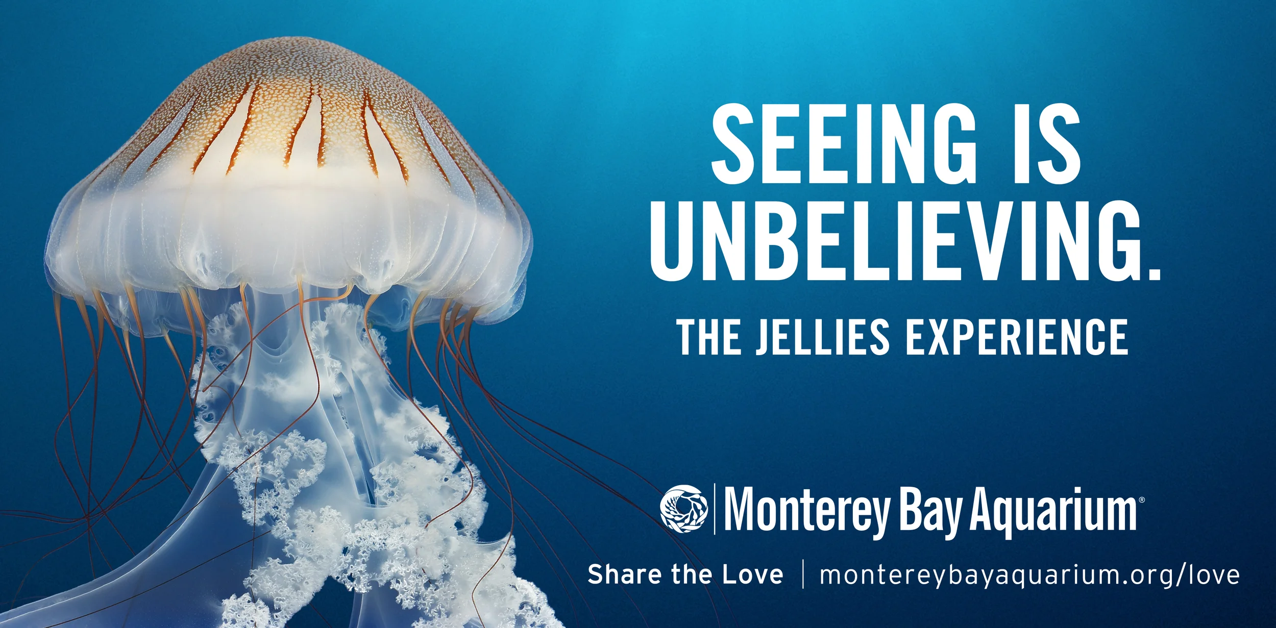 Jellies Experience BB 3.jpg