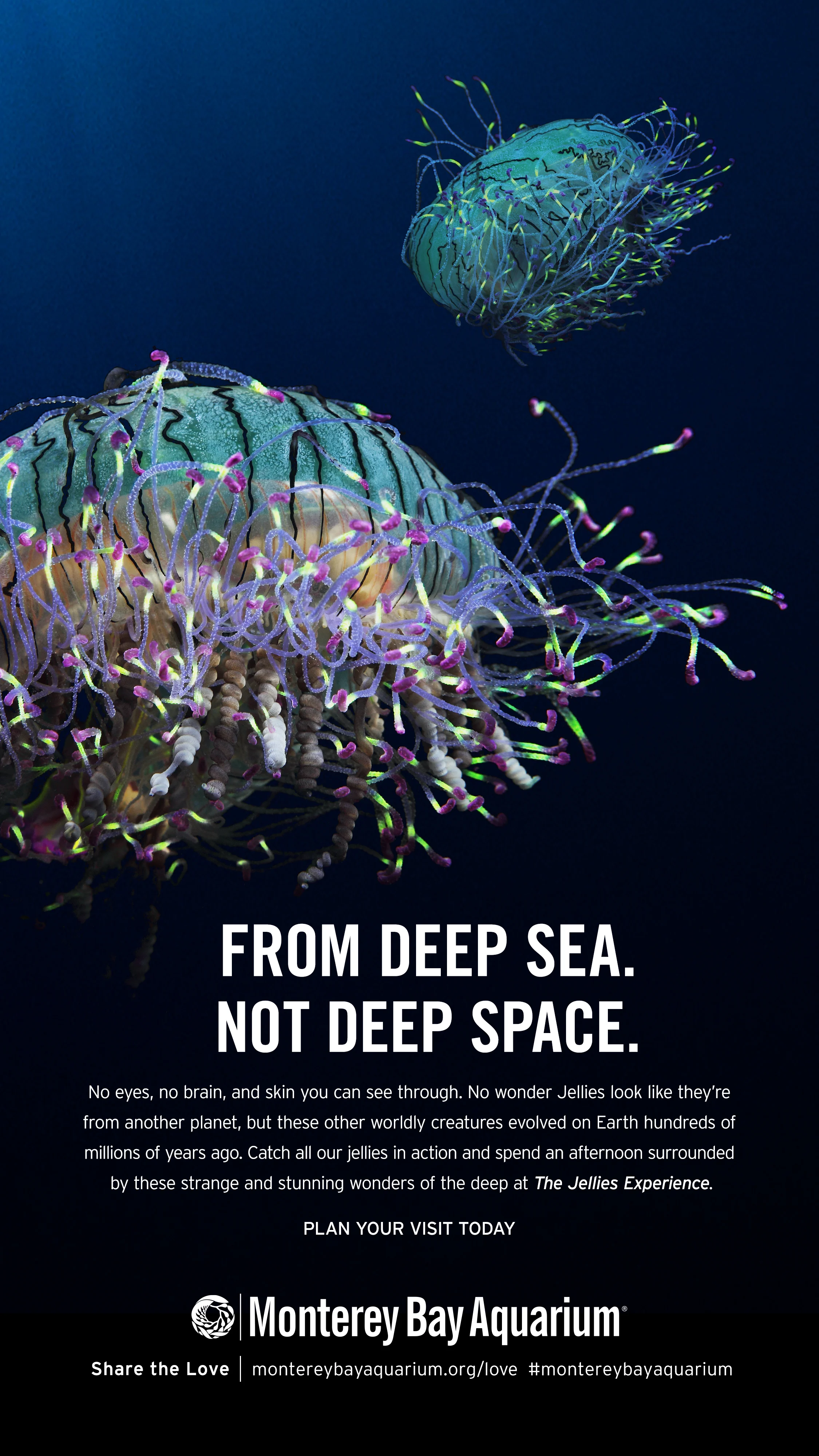 Jellies Experience Bus Shelter 3.jpg