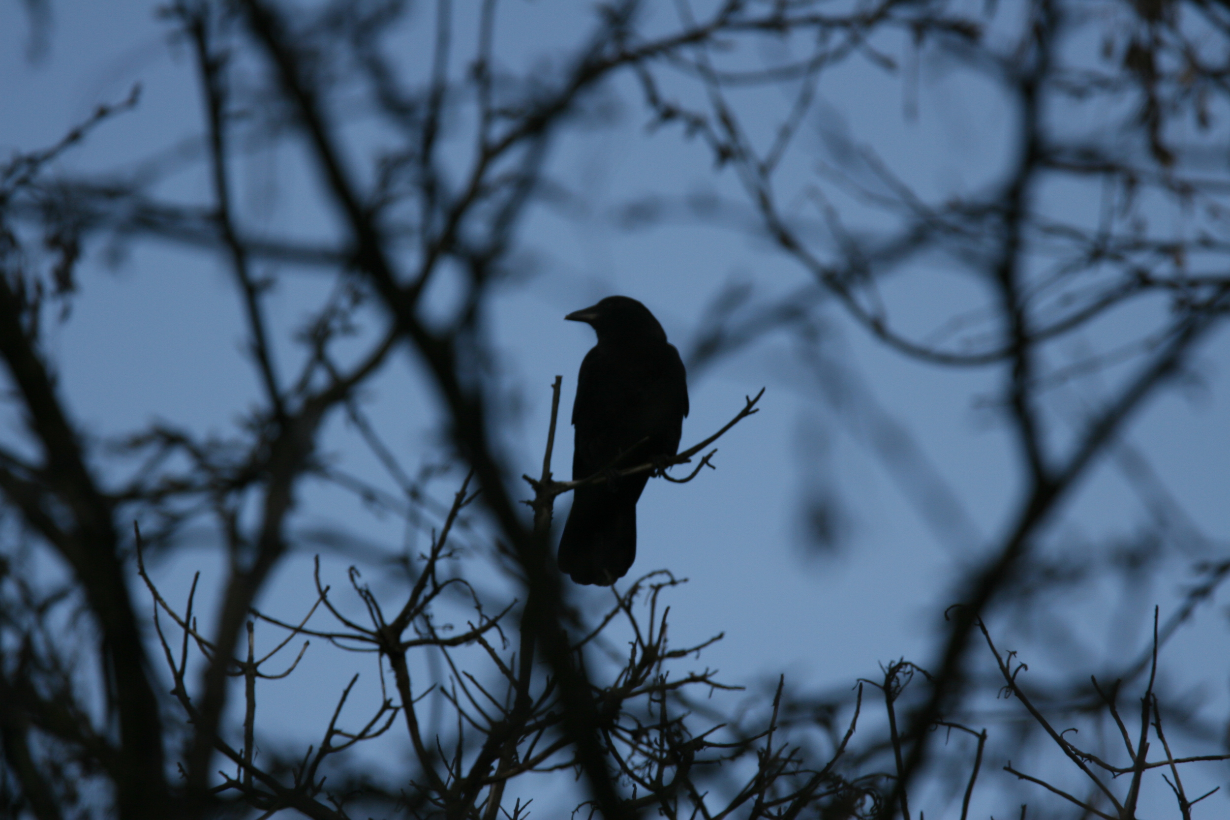 2009032918_14_352065.JPG