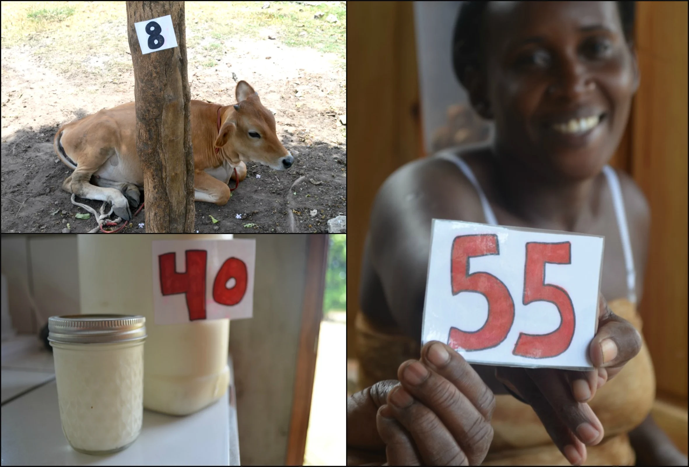 8 cows, 40 yogurts sold this week, 55 meals served per day. 
