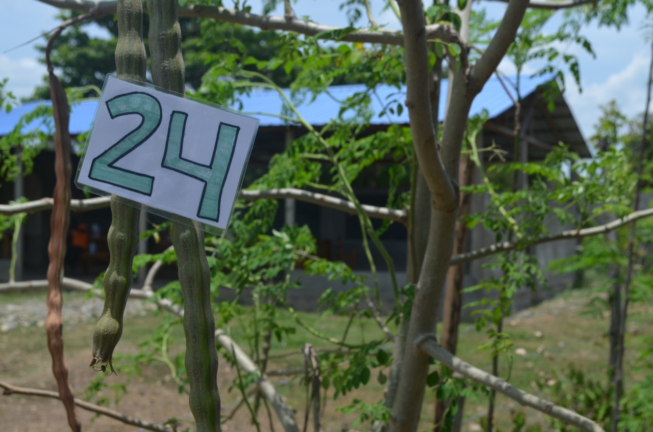 A pod from the Moringa tree produces enough seed for 24 more trees. 