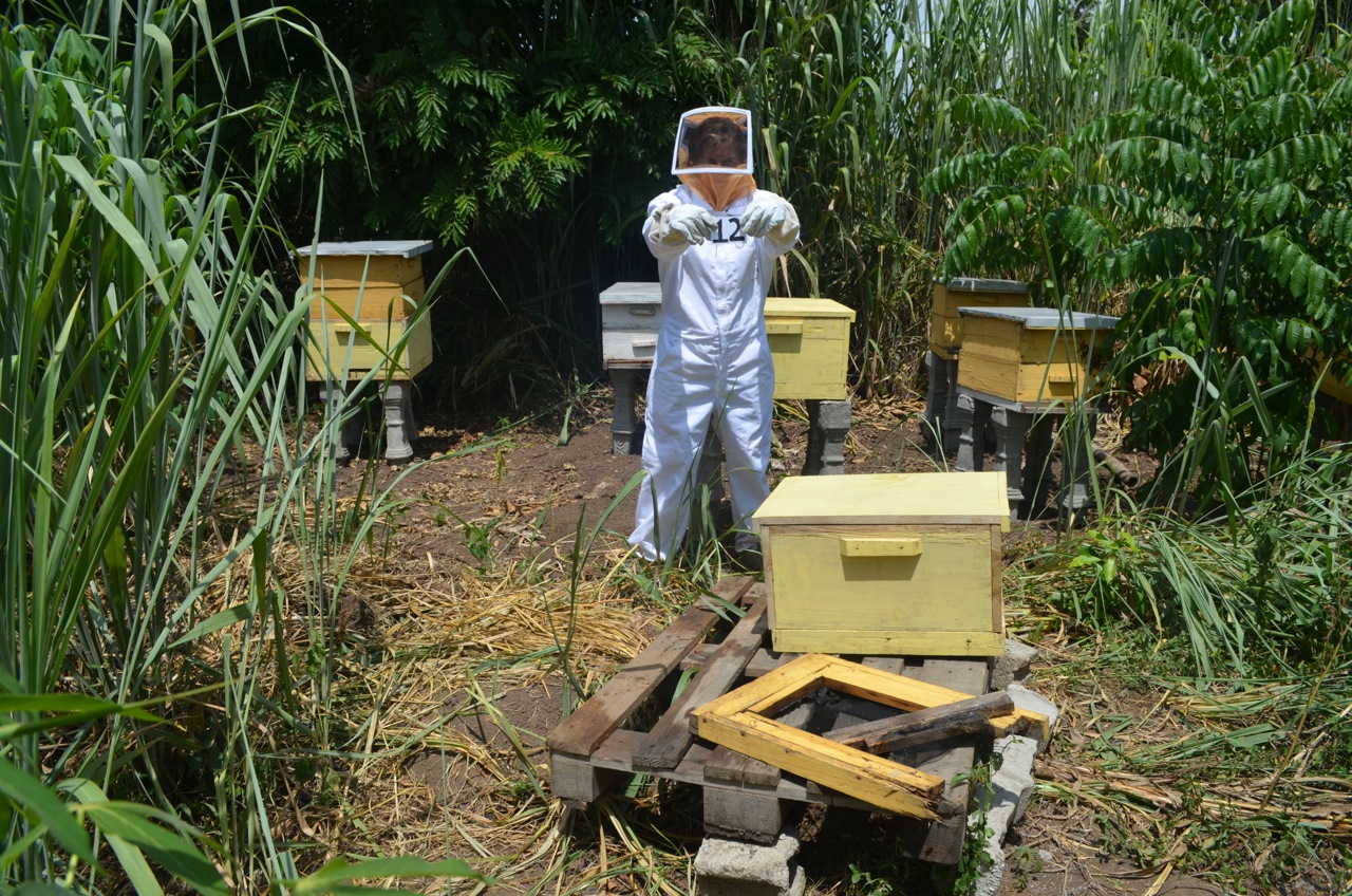 12 - the number of bee colonies currently living in our gardens. 