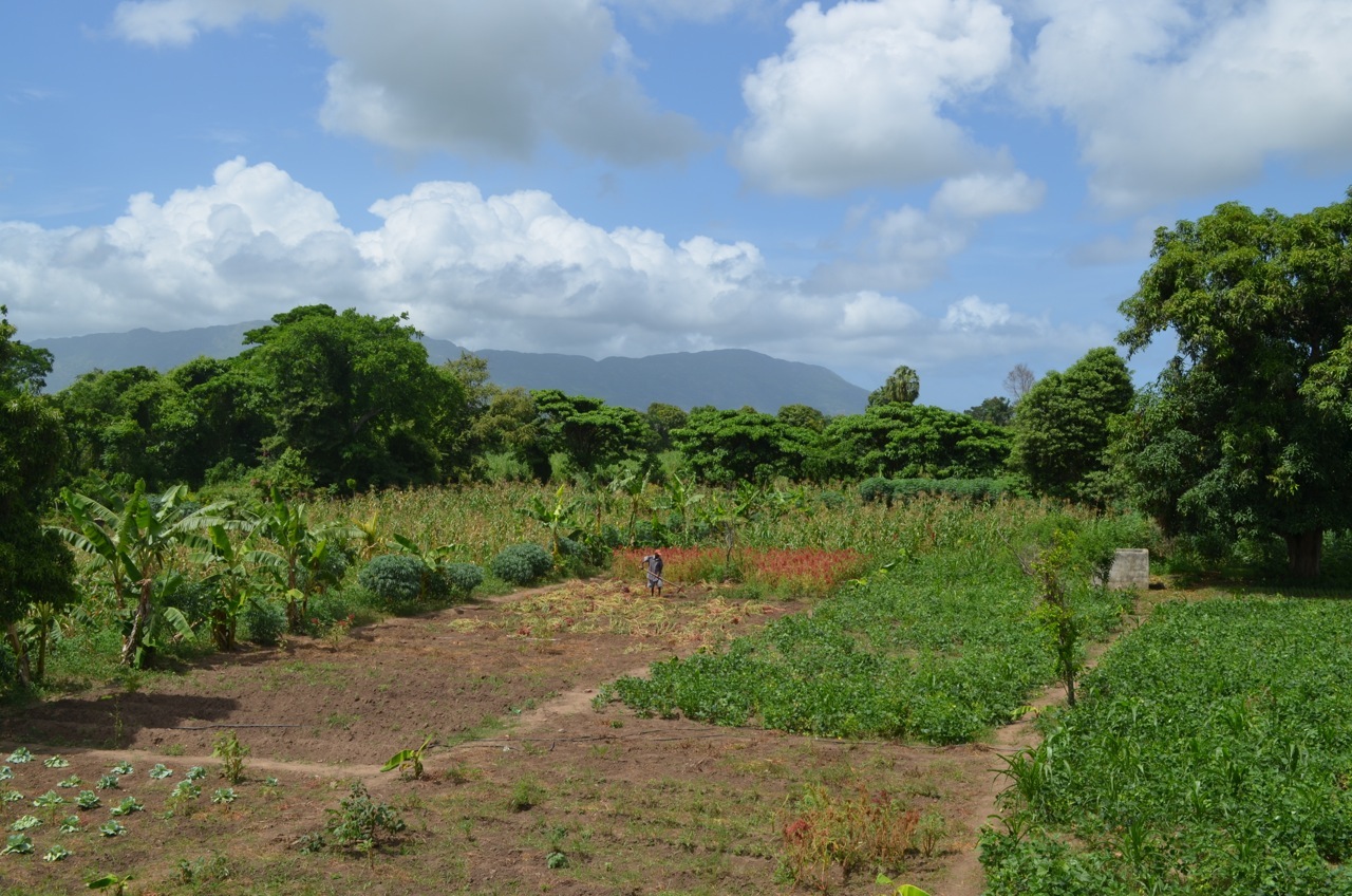 Snapshot of the gardens. September 18, 2014. 
