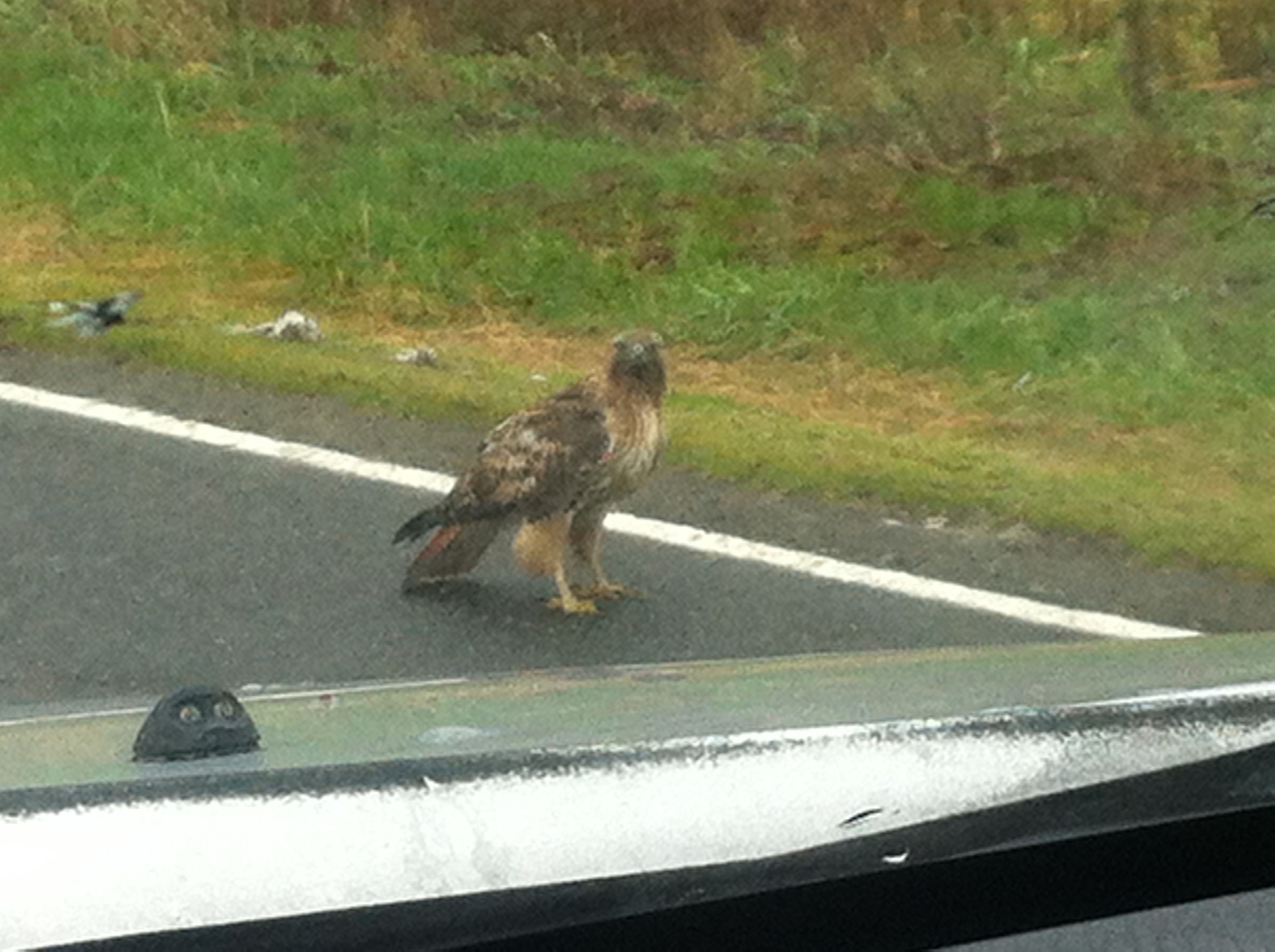  Good morning, Mr. Hawk. 