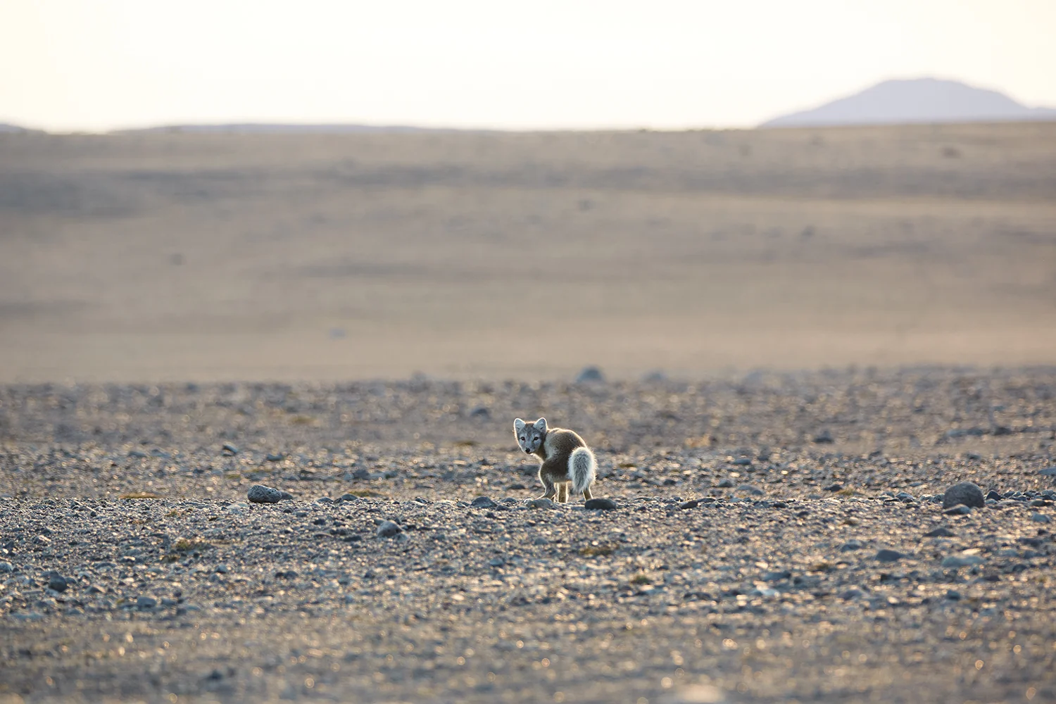 Holuhraun_Eldgos__K9A4991.jpg