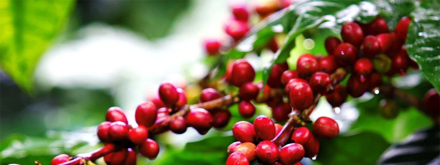 coffee-plant-headder-pplqt.jpg
