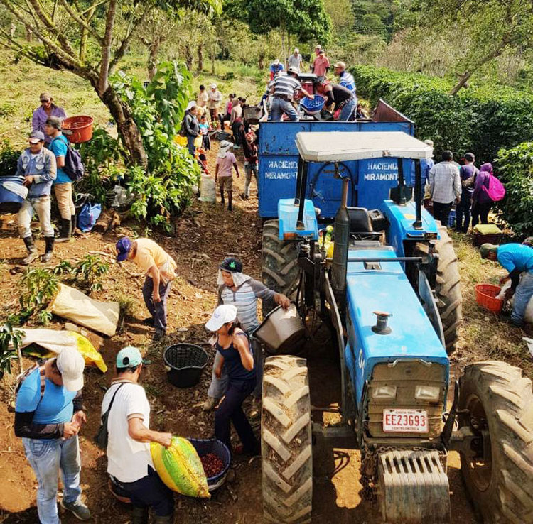 hacienda-miramonte-coffee-farmers.jpg