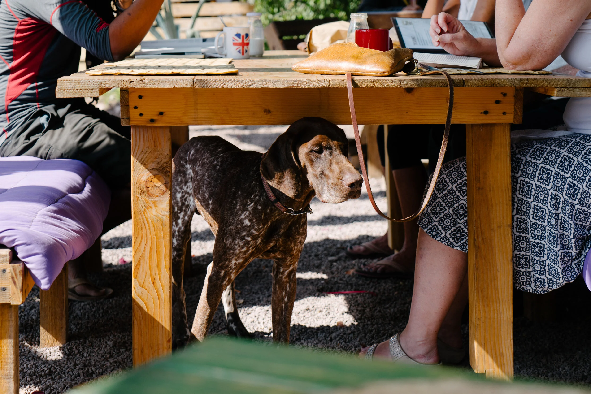 Hound