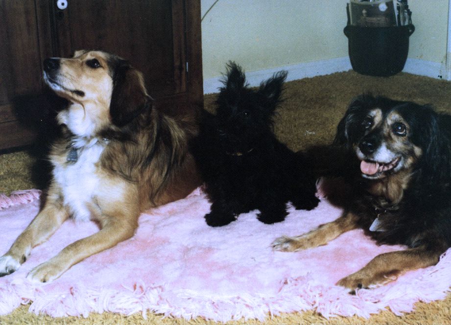 Sandy, Heather (my Aunt Betty's first Scotty dog), and our beloved Shamrock.