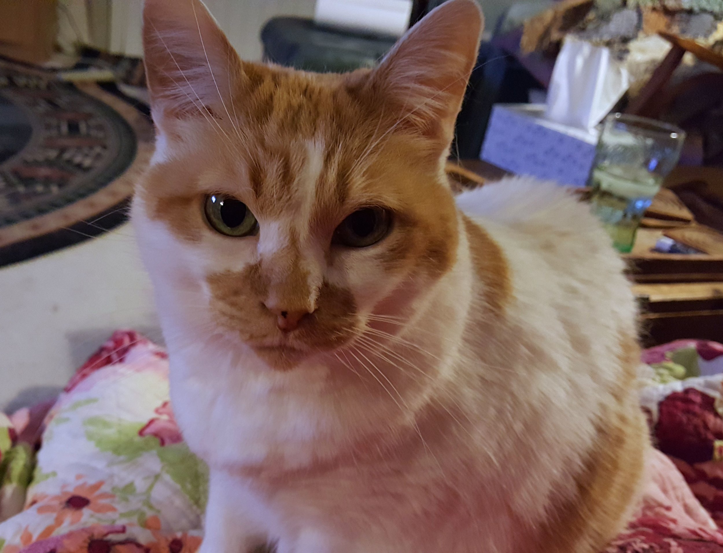 Lucy, giving me "the look".