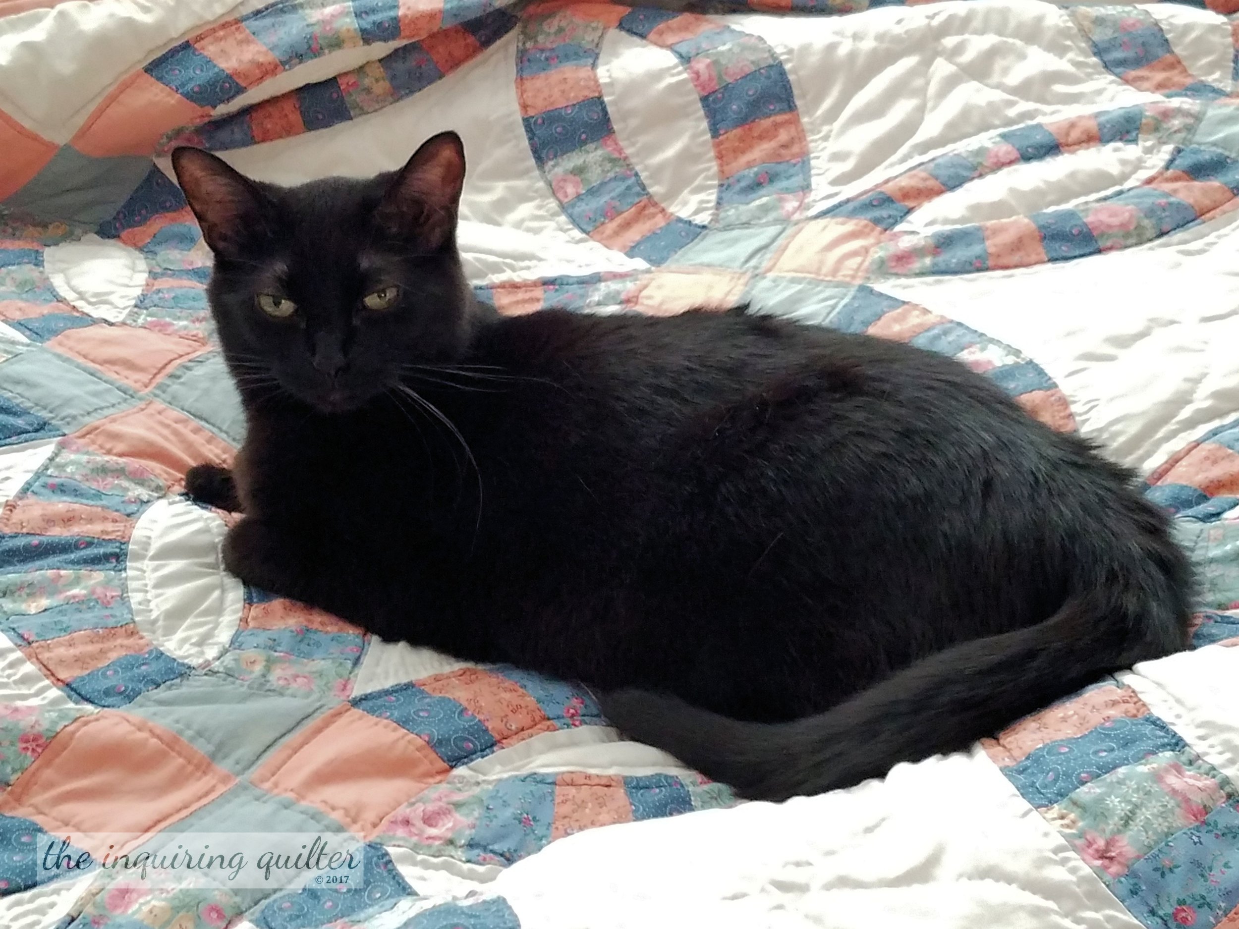Zora is settling in...on my bed! Enough said.