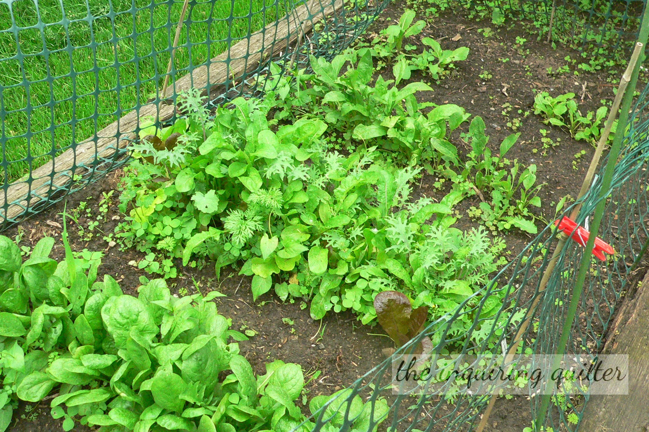 Vegetable garden 3.jpg
