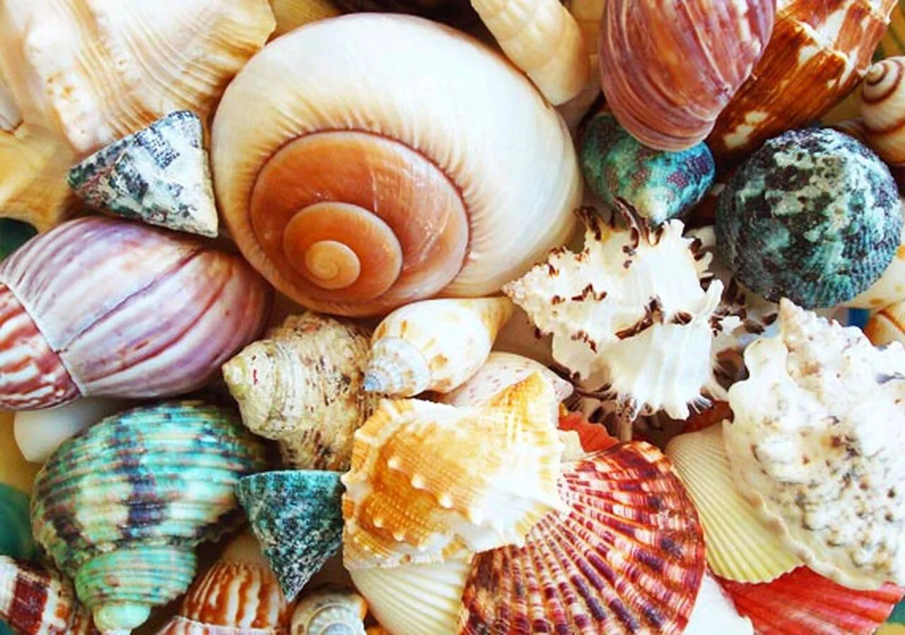 QAL By the Sea - Block 1 Seashells — The Inquiring Quilter