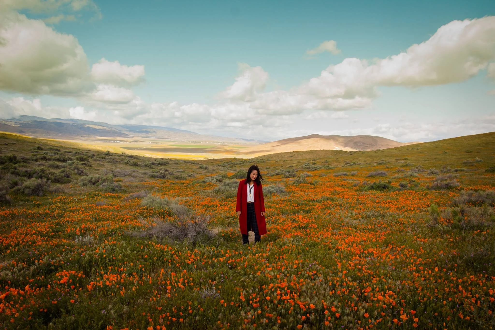 Poppies.jpg