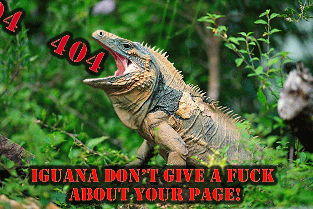 404 Iguana.gif