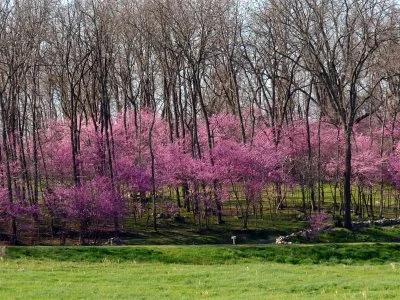 Eastern Redbud in bloom