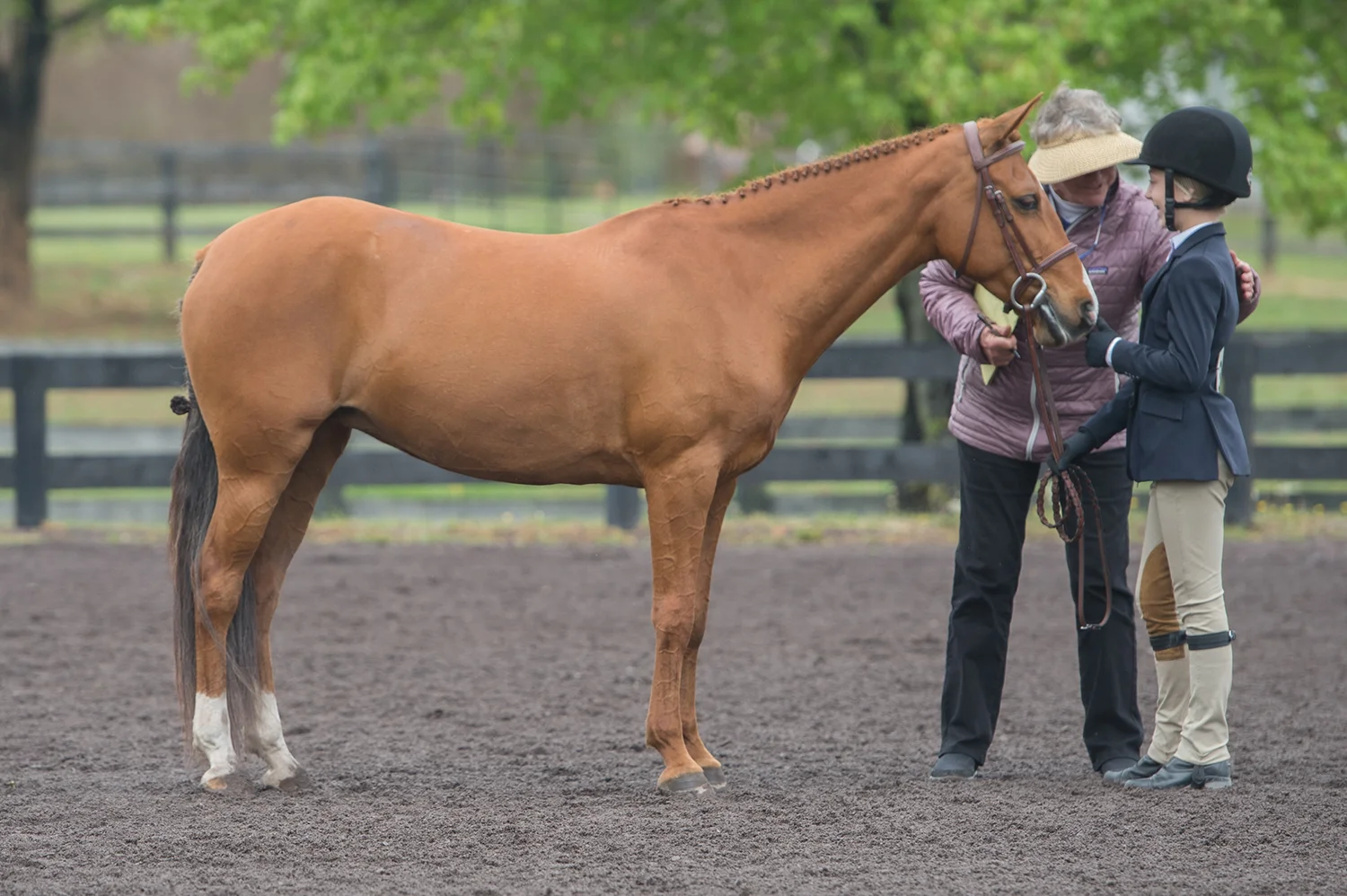 horse01.jpg