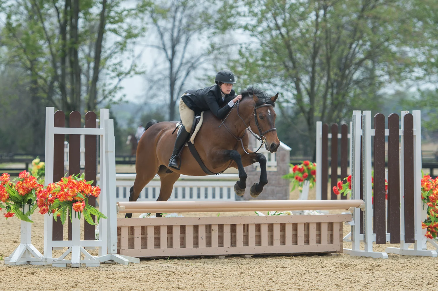 horse04.jpg