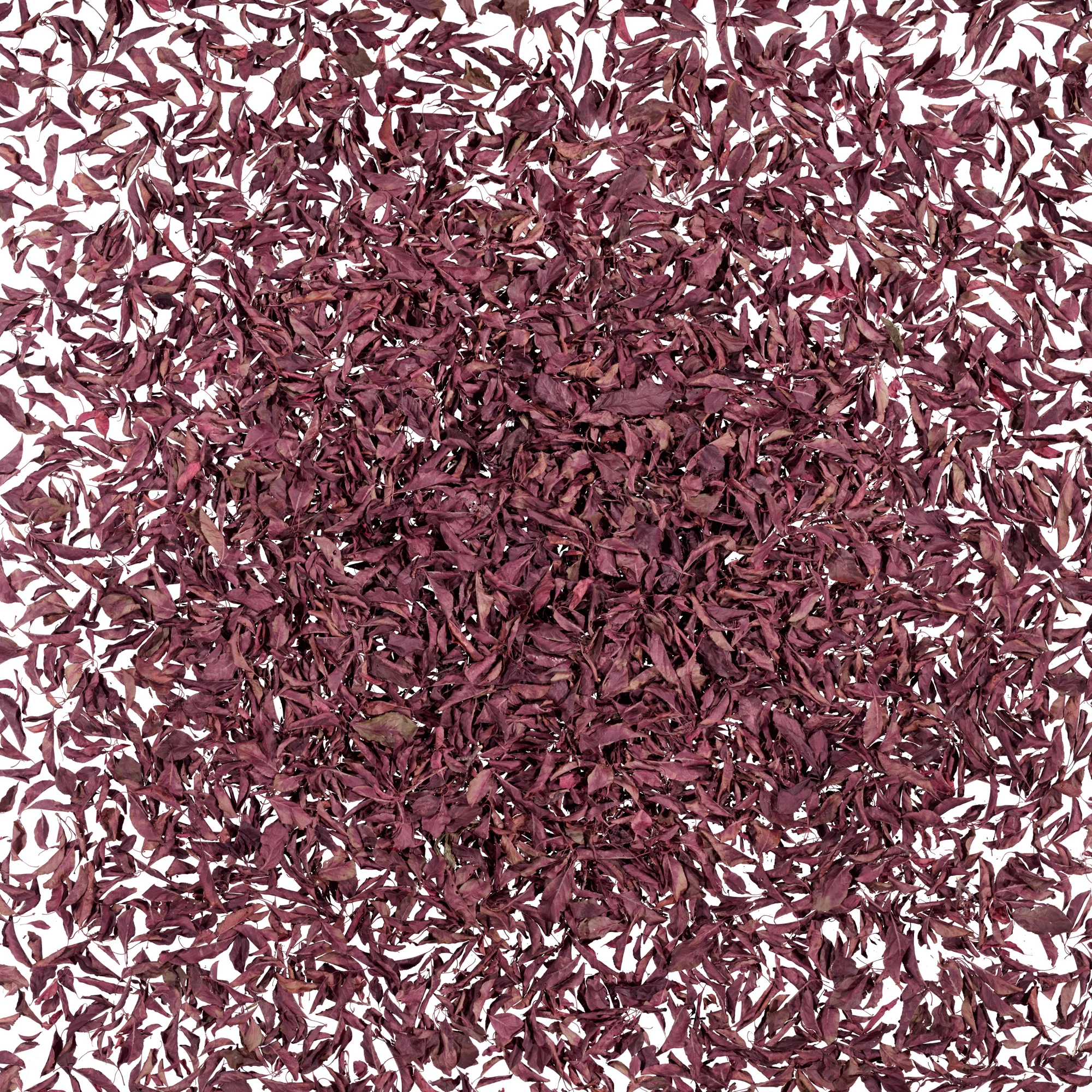 Cumulus, 2005