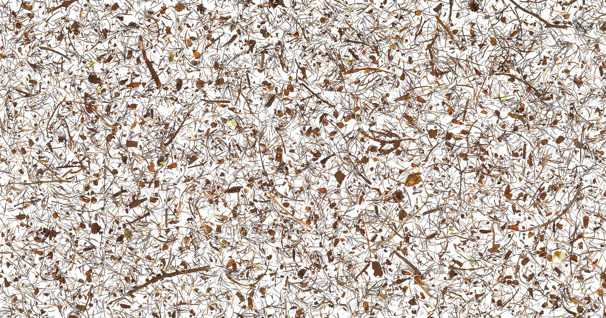 Scatter, 2004