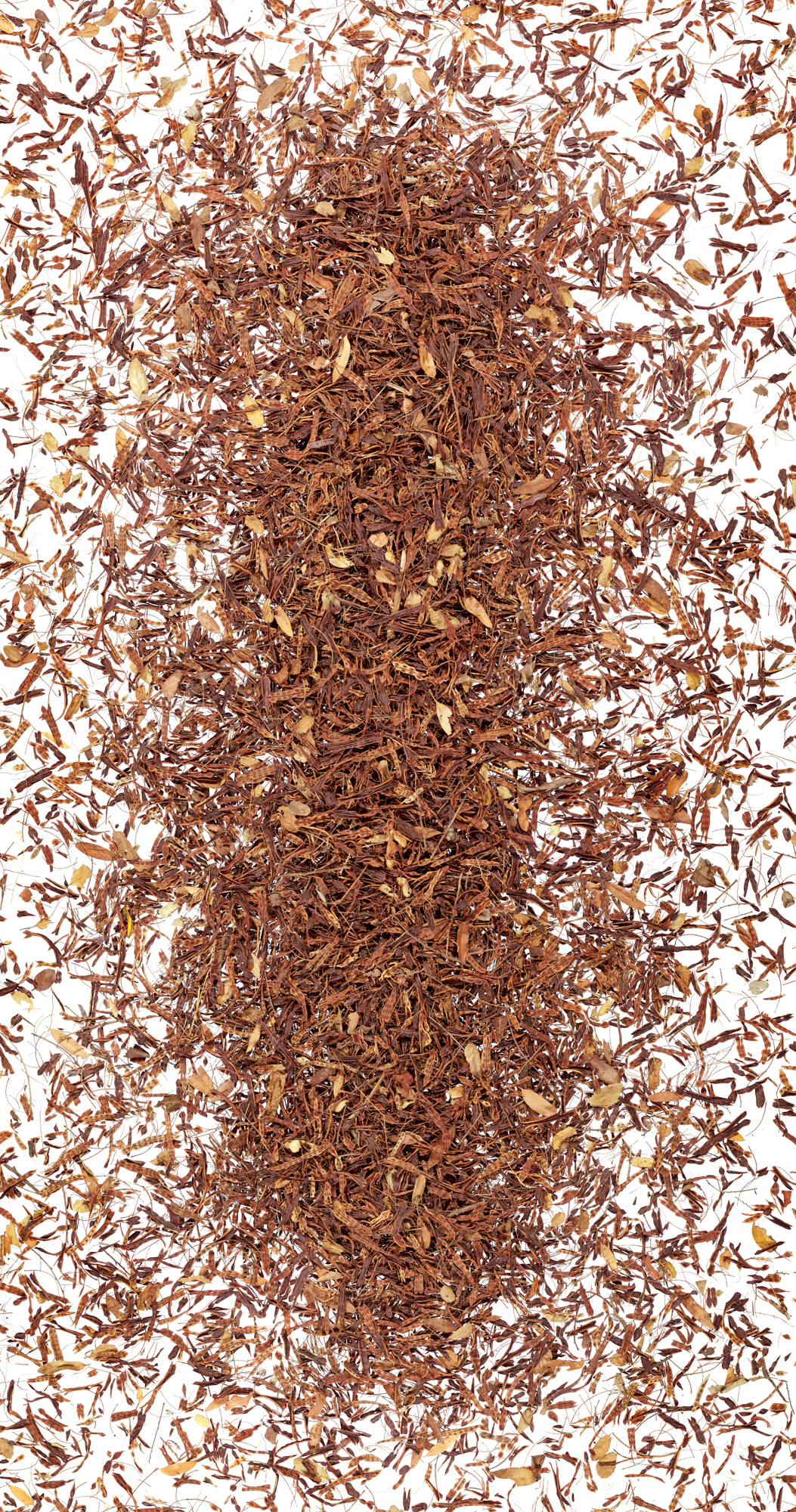 Attractor, 2004