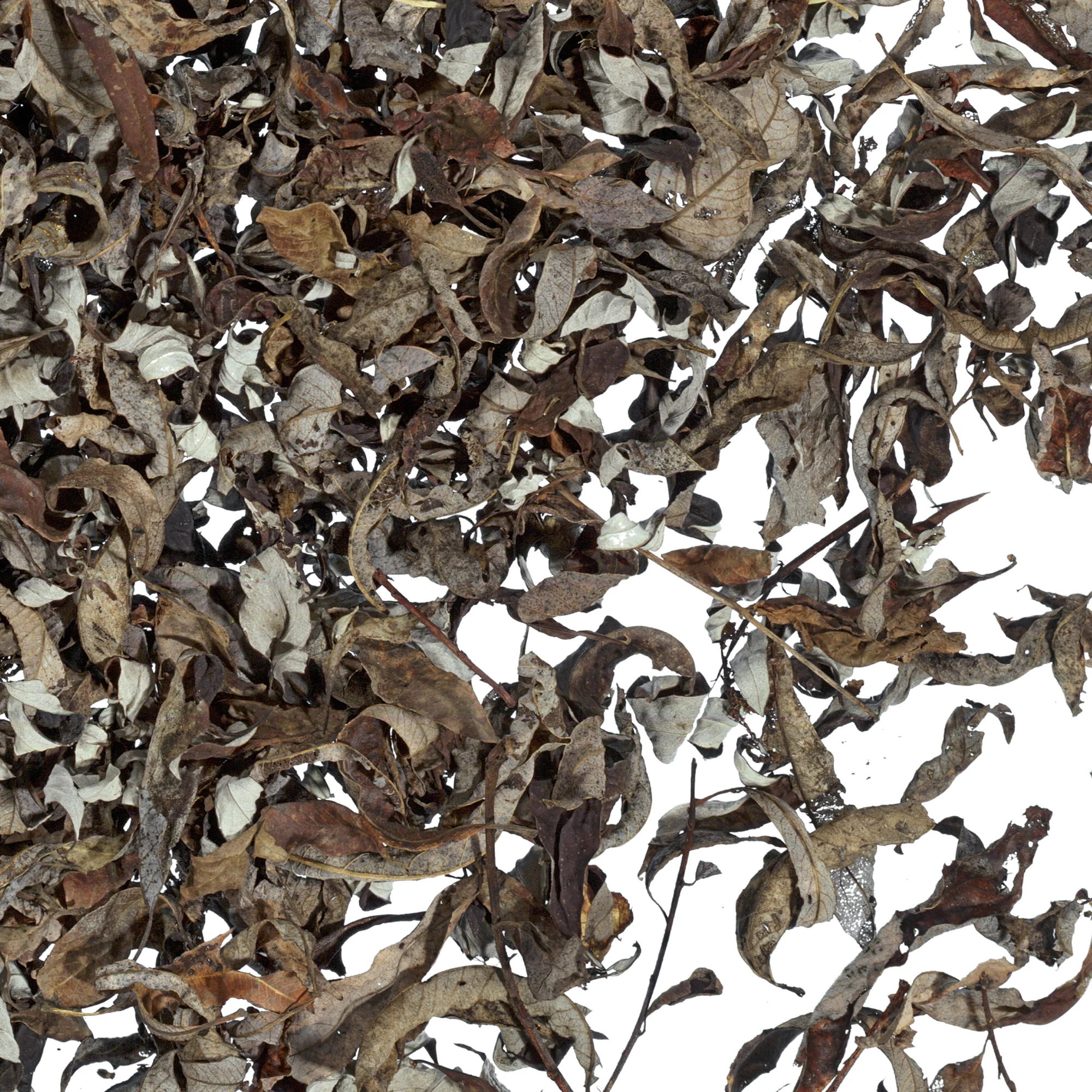 Black Sun, detail, 2004