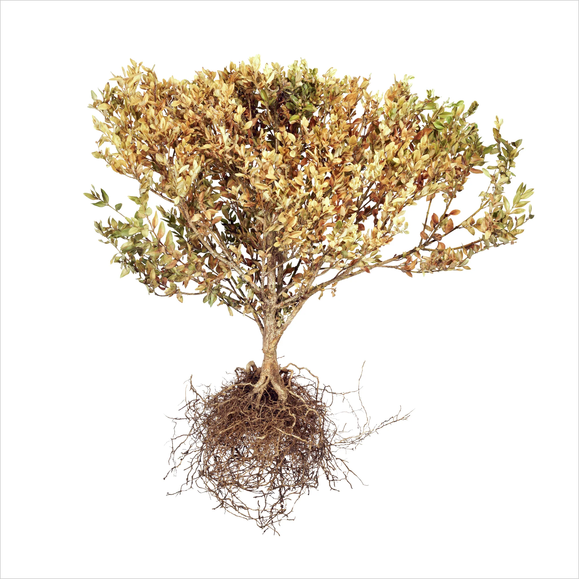 Shrub 4, 2009