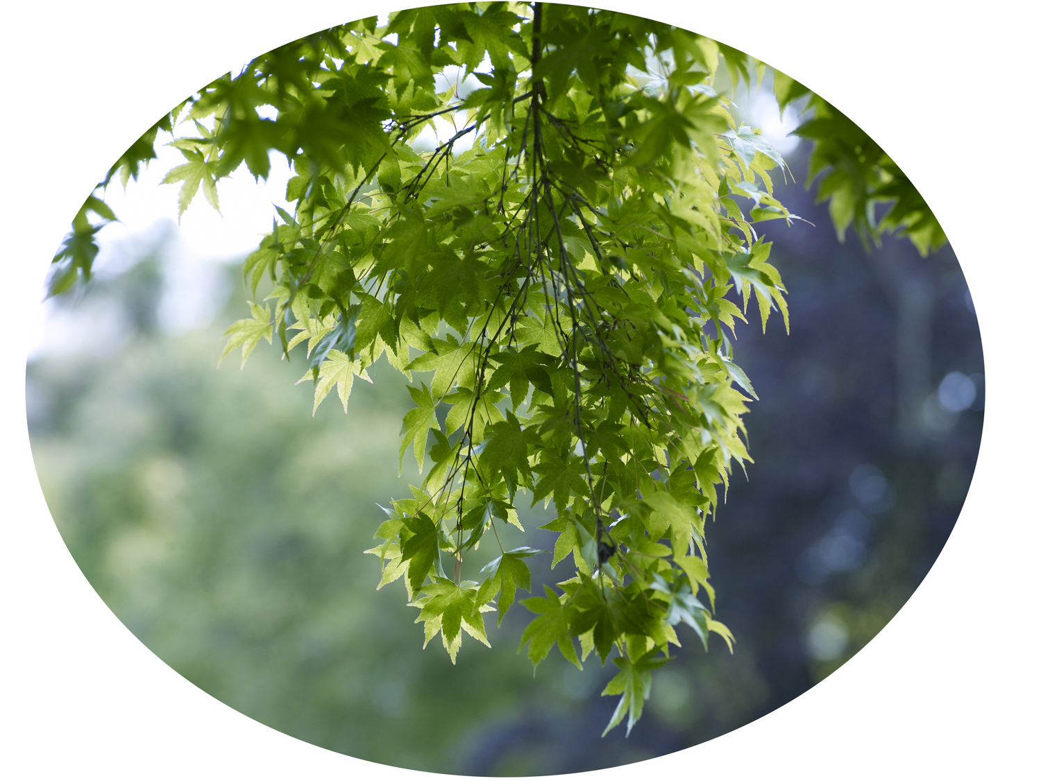 Untitled (Maple), 2009