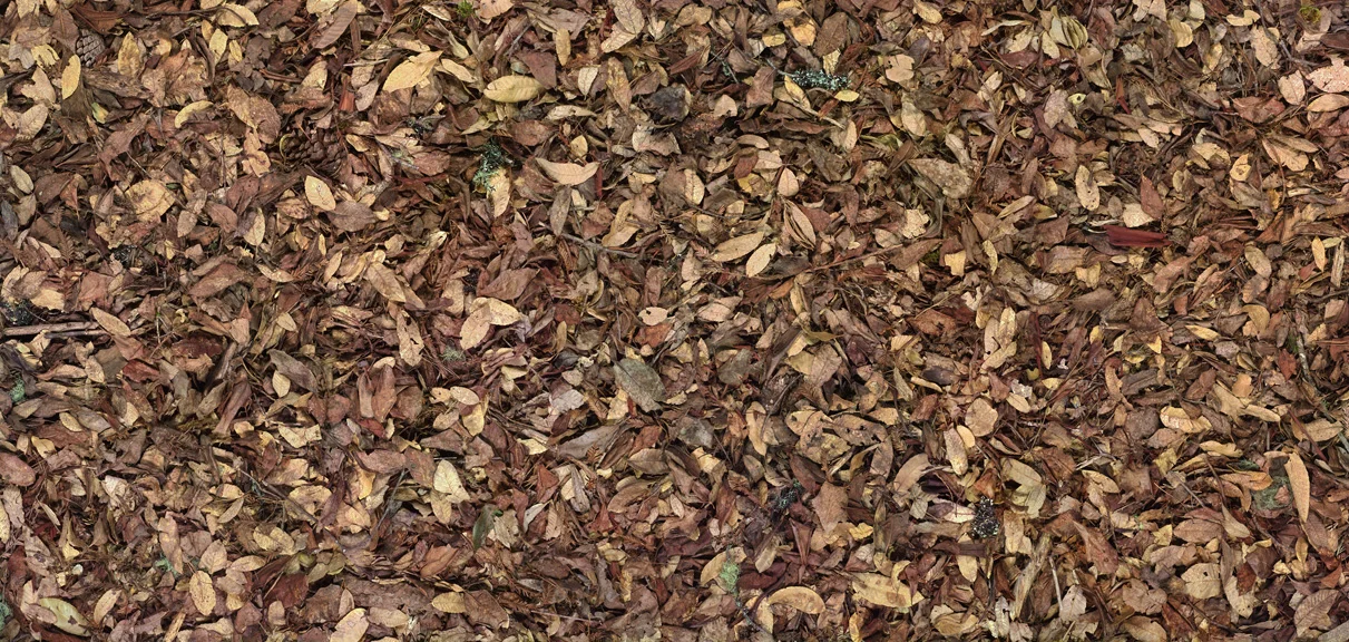 Leaf, 2001