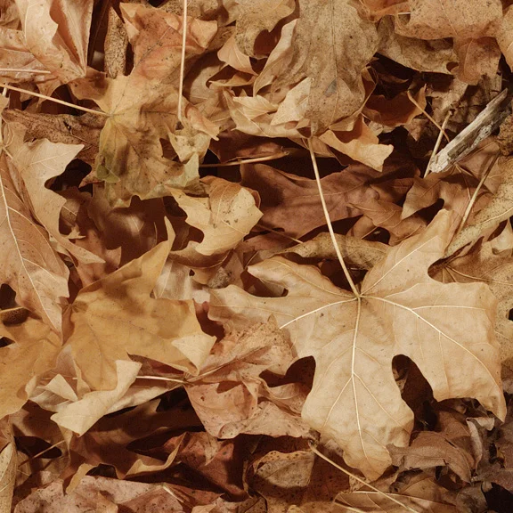Maple (detail), 2001