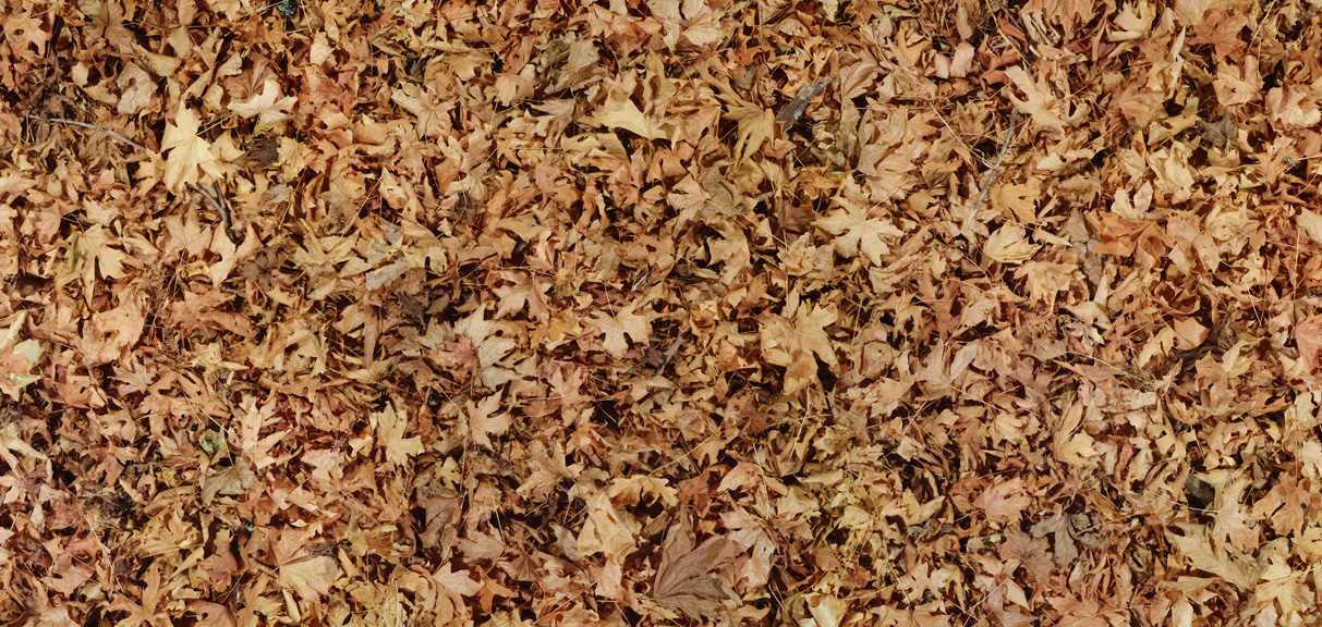 Maple, 2001