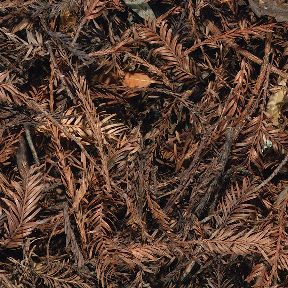 Redwood (detai), 2001