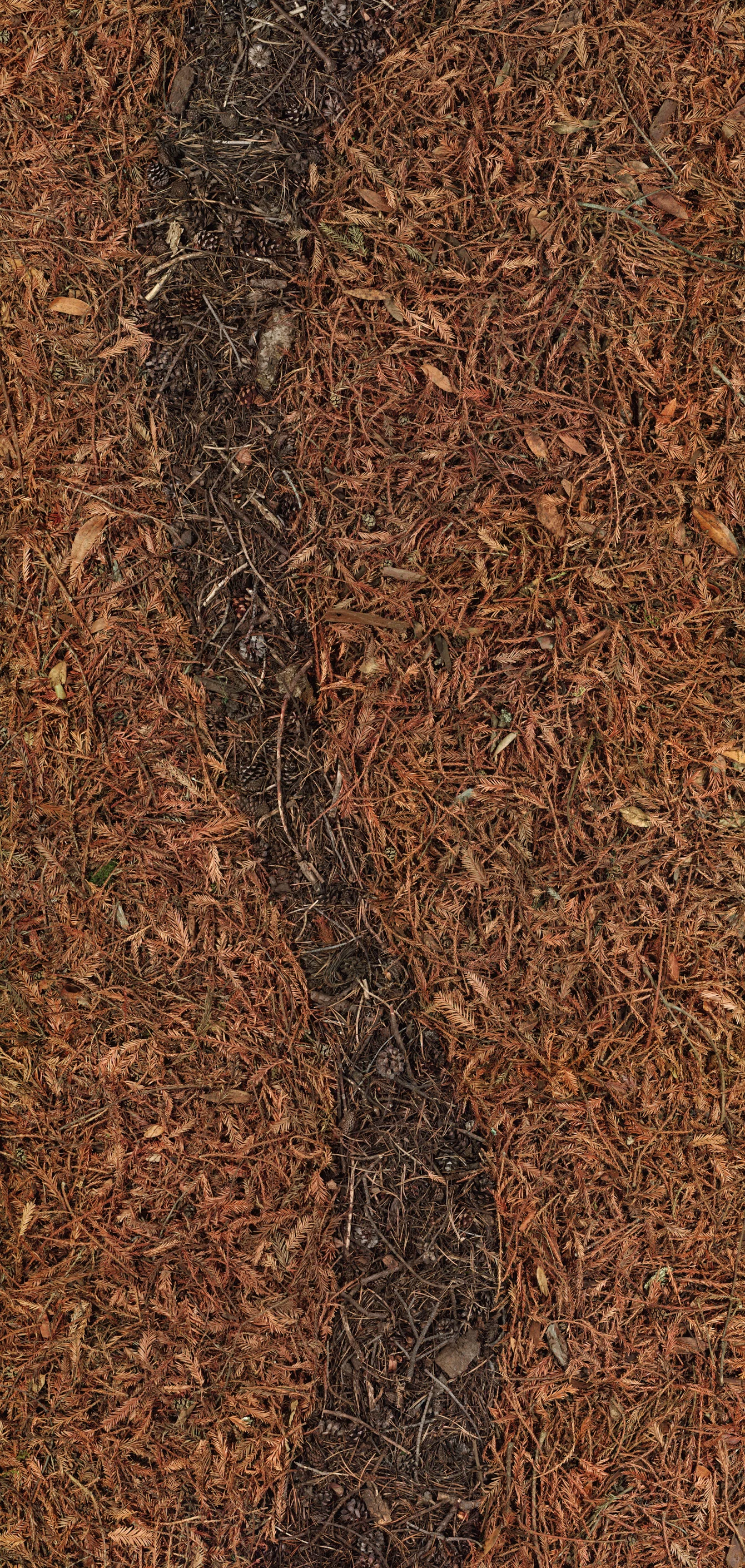 Redwood Composition 1, 2001