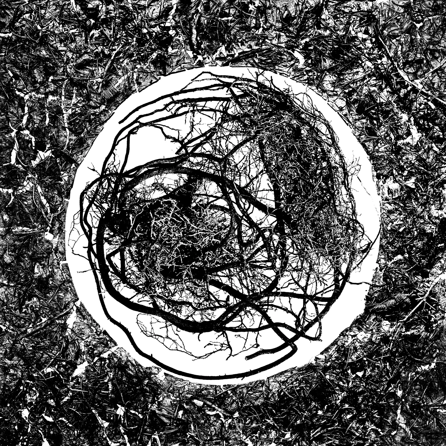 Dioscuri: Cadmus and Polydeuces, 2013