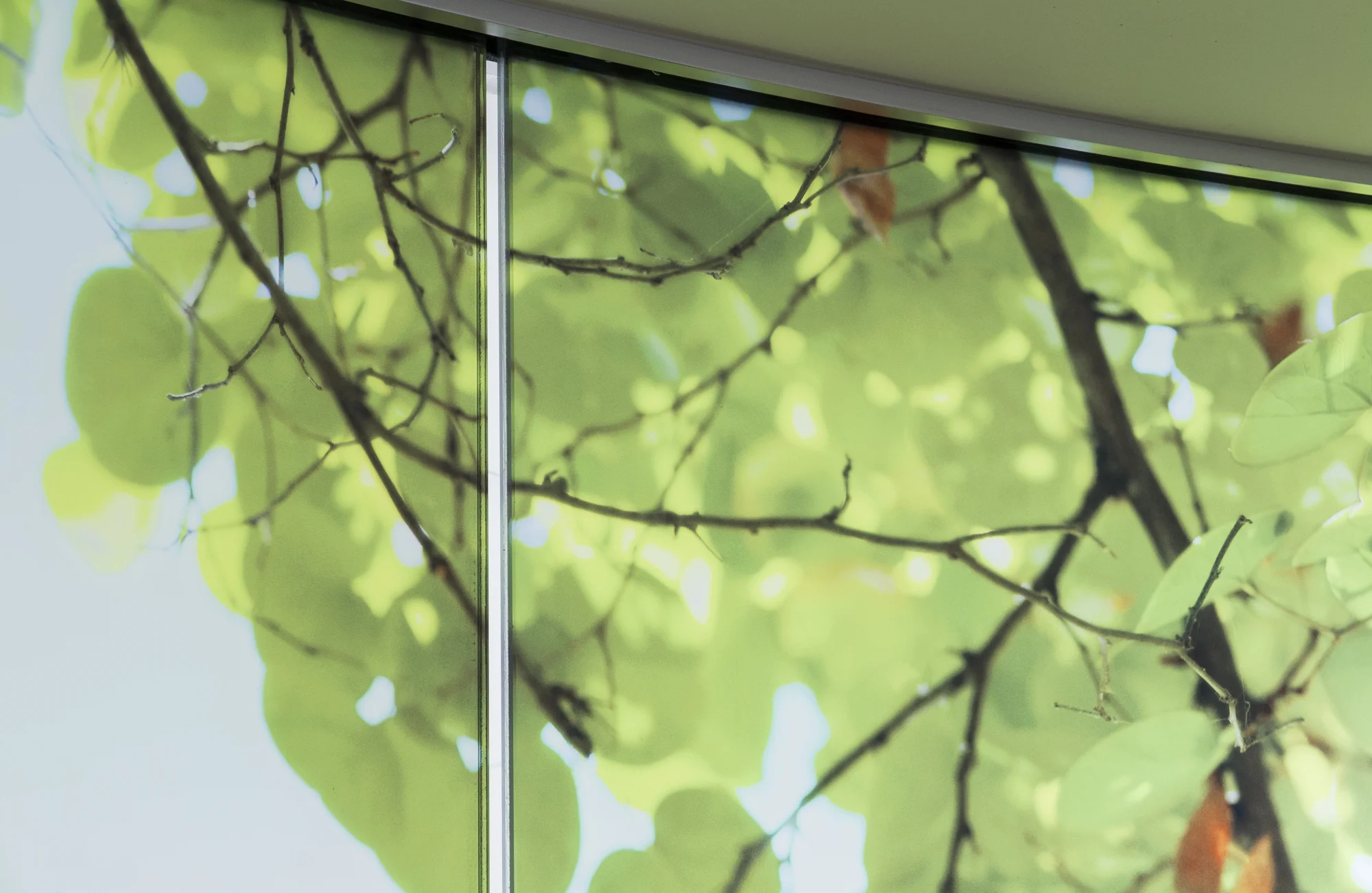 Redbud Redux Suite, 2015