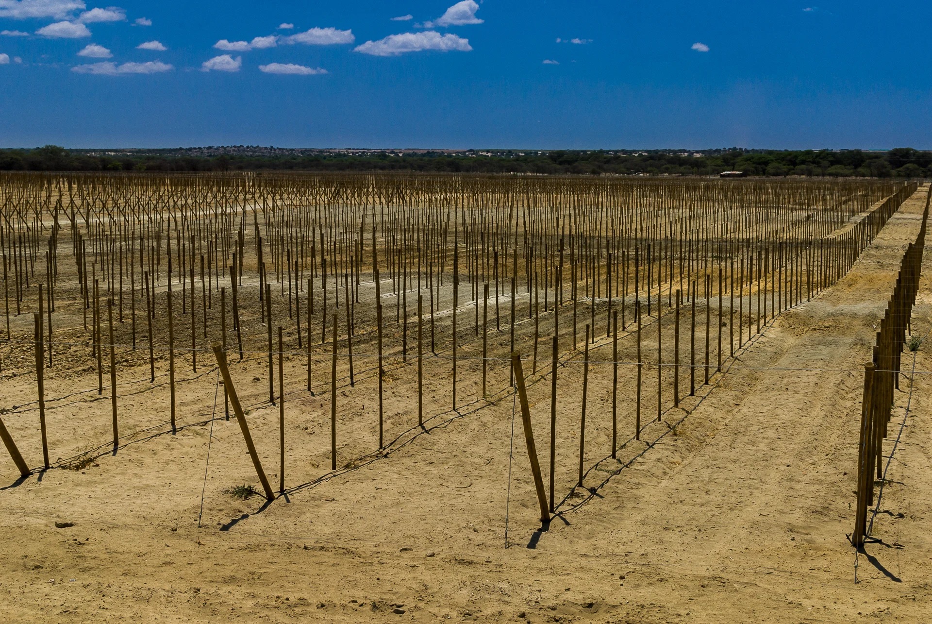 Grape Farm