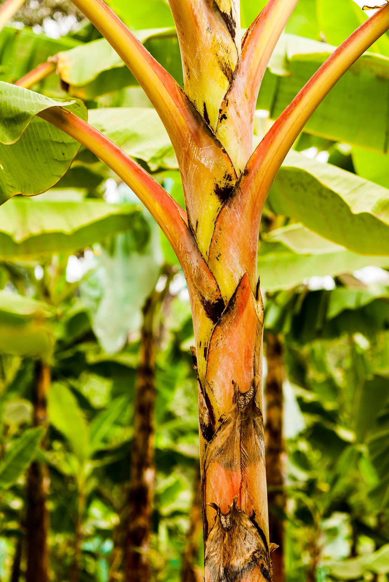 Banana  DavidDulce