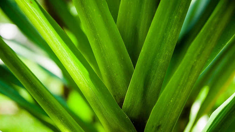 Sugarcane leaves